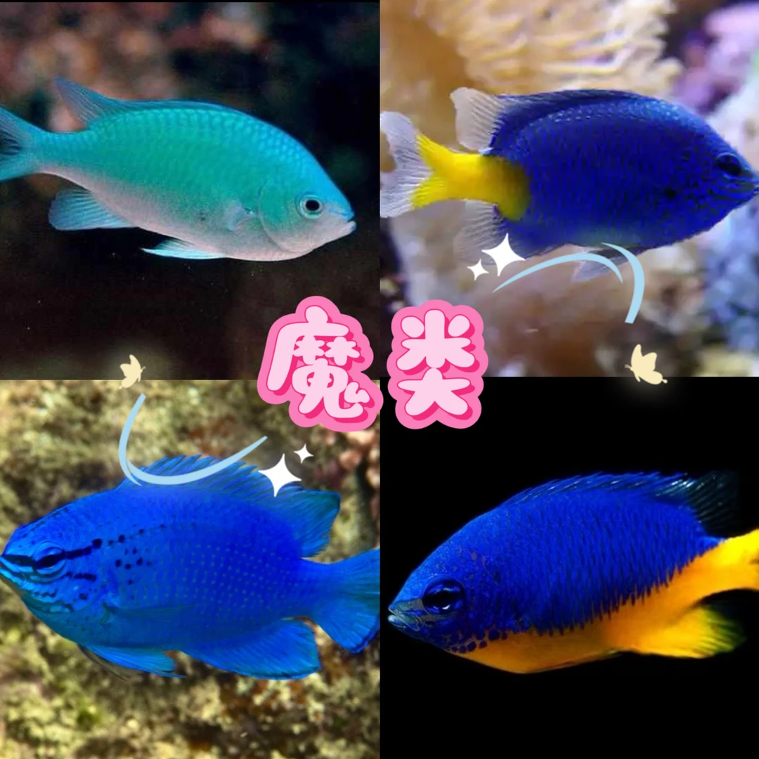 小魔 魔类 海水鱼 观赏鱼 售后需拍开箱视频