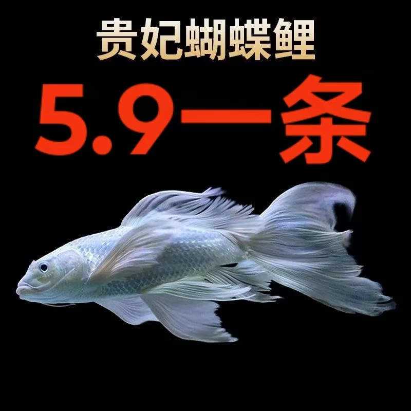 精品蝴蝶鲤普身纯种赛级贵妃大鳍大尾活体锦鲤鱼观赏鱼苗包活