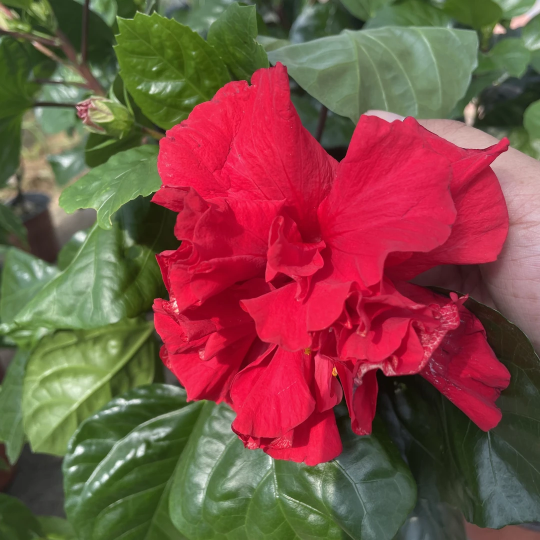 【木槿花】重瓣木槿盆栽四季开花耐热耐寒好养室内花卉
