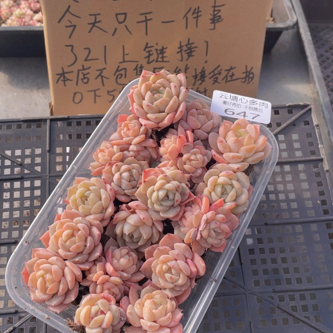 云糖心多肉植物647