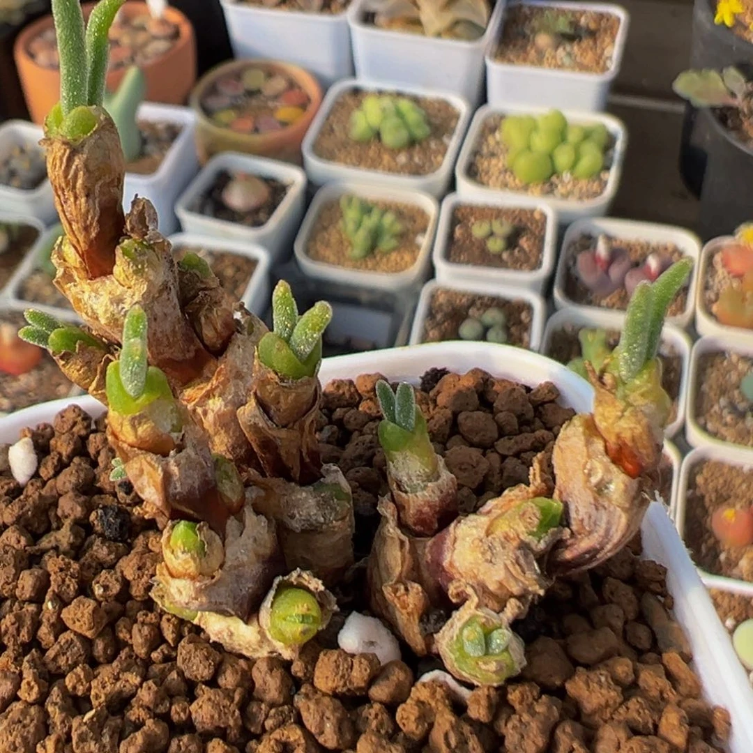 14多肉植物百科植物
