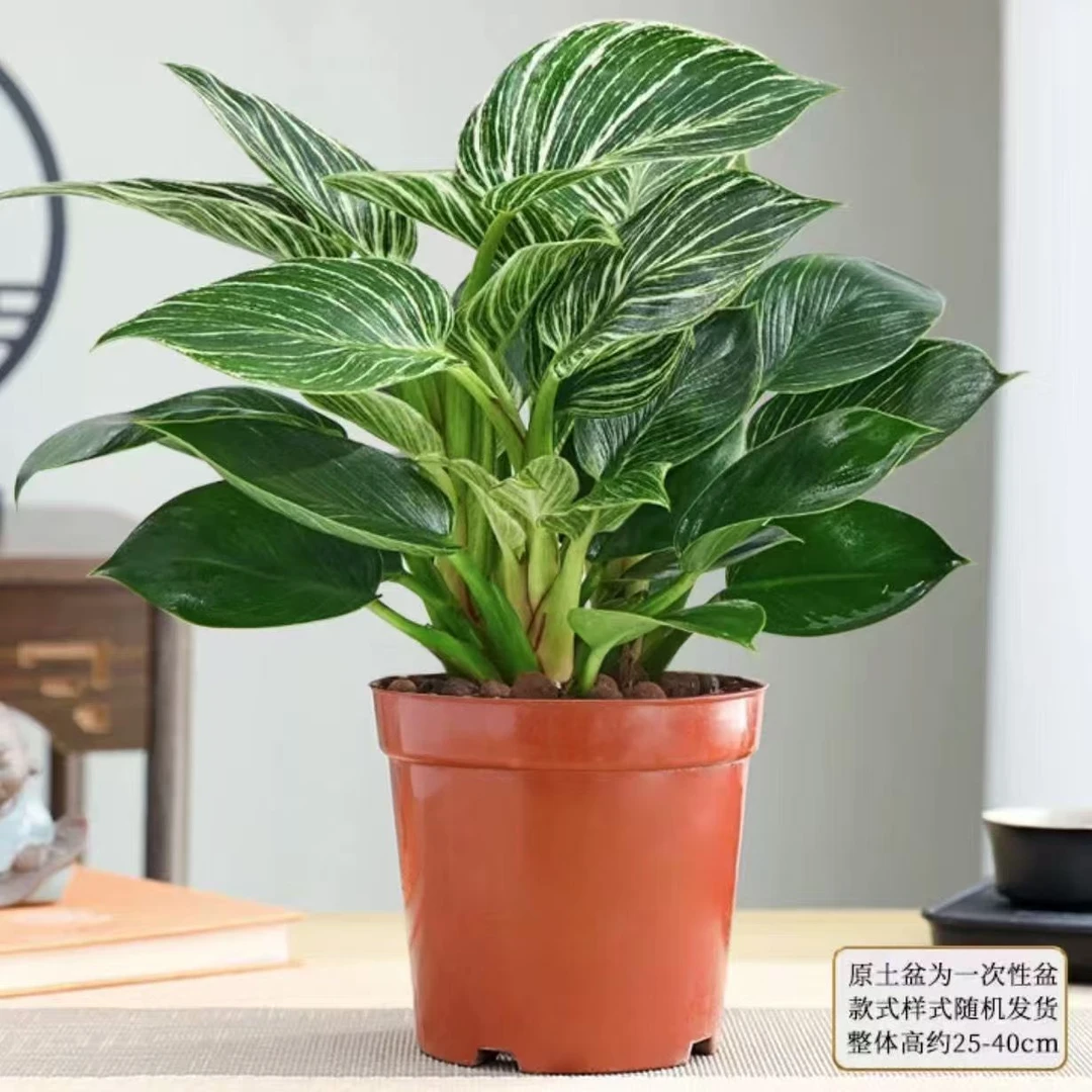 大叶金钻绿公主盆栽植物净化空气适合办公室客厅四季常青