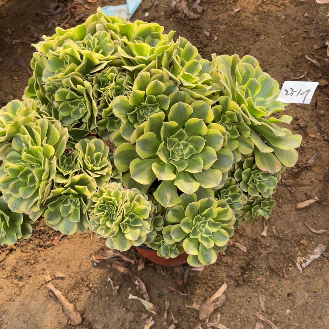 11-23-109绿豆沙缀化