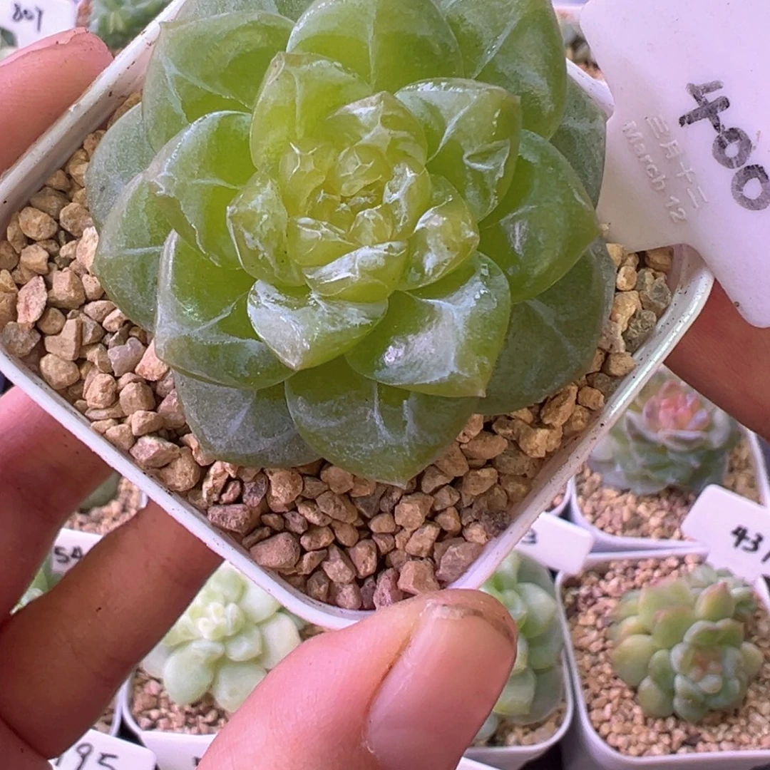 400号风花雪月系列