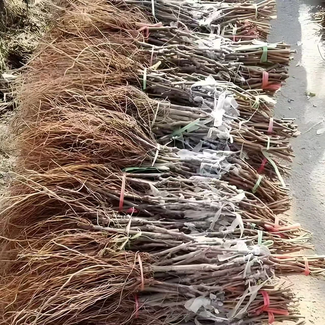 10棵阳光玫瑰葡萄苗特惠