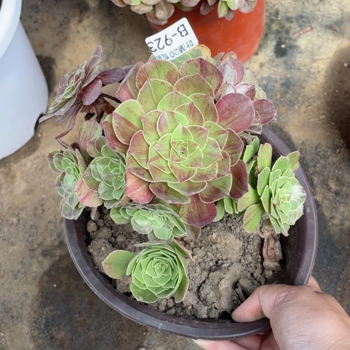 923花月叶多肉12344778