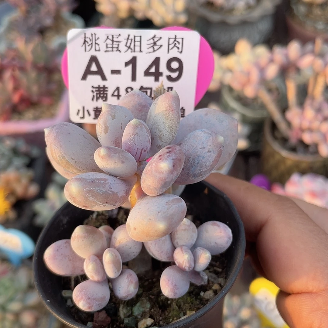 稻田姬 脱土发货 6口盆