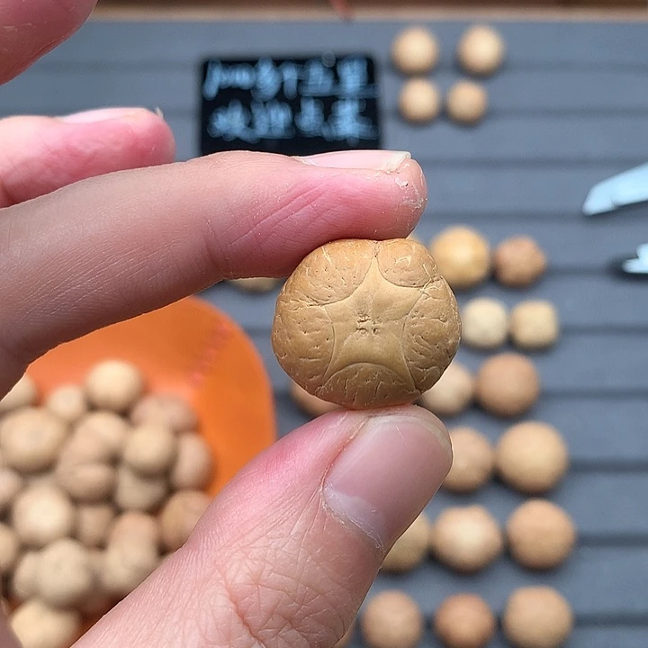 吊坠凤眼菩提特价22+五星，非质量问题开孔不退