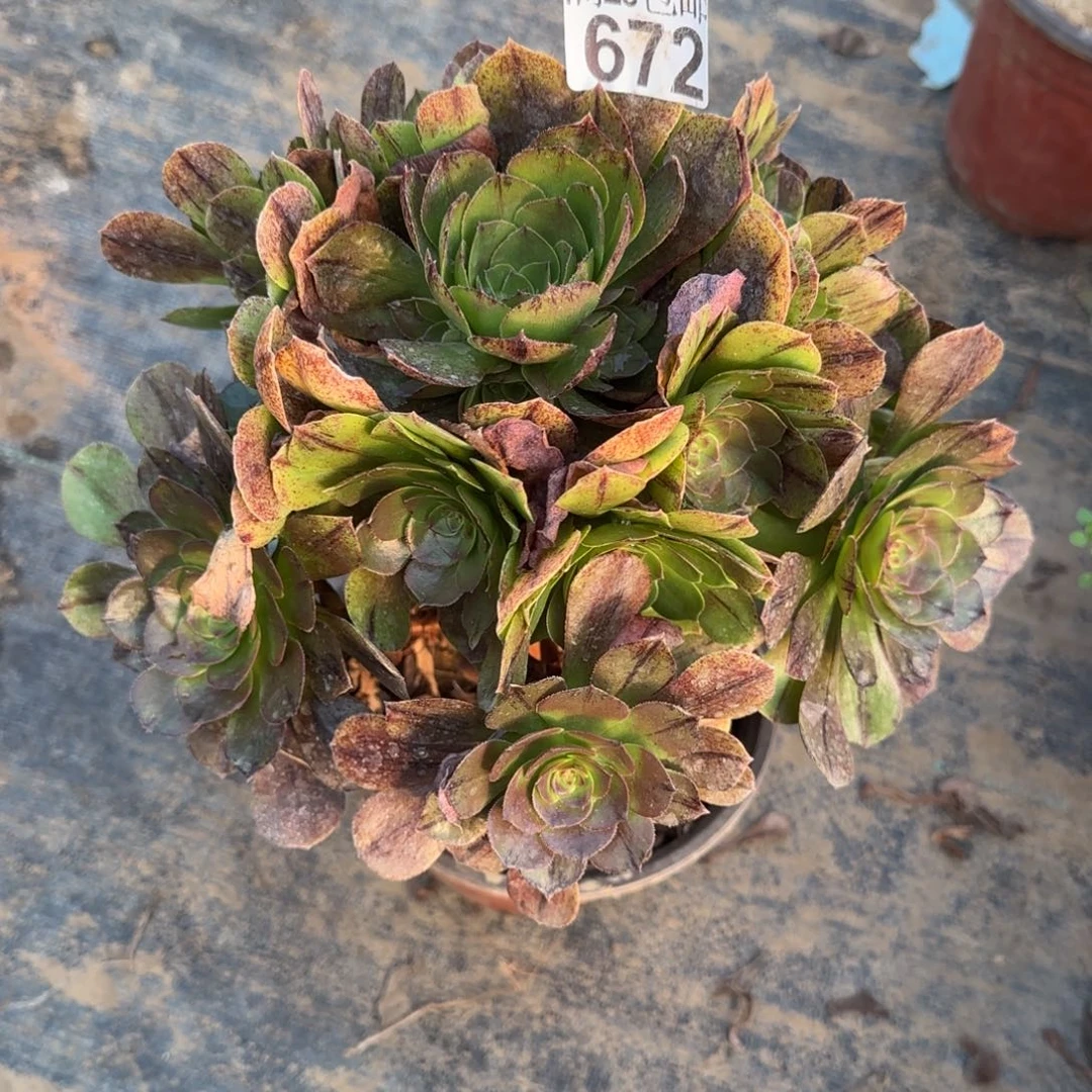 万拉丝672满20包邮断枝不包