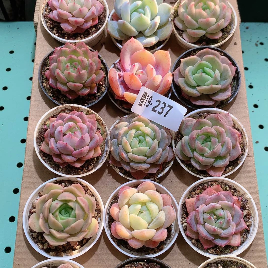 19-237一物一拍带盆18颗