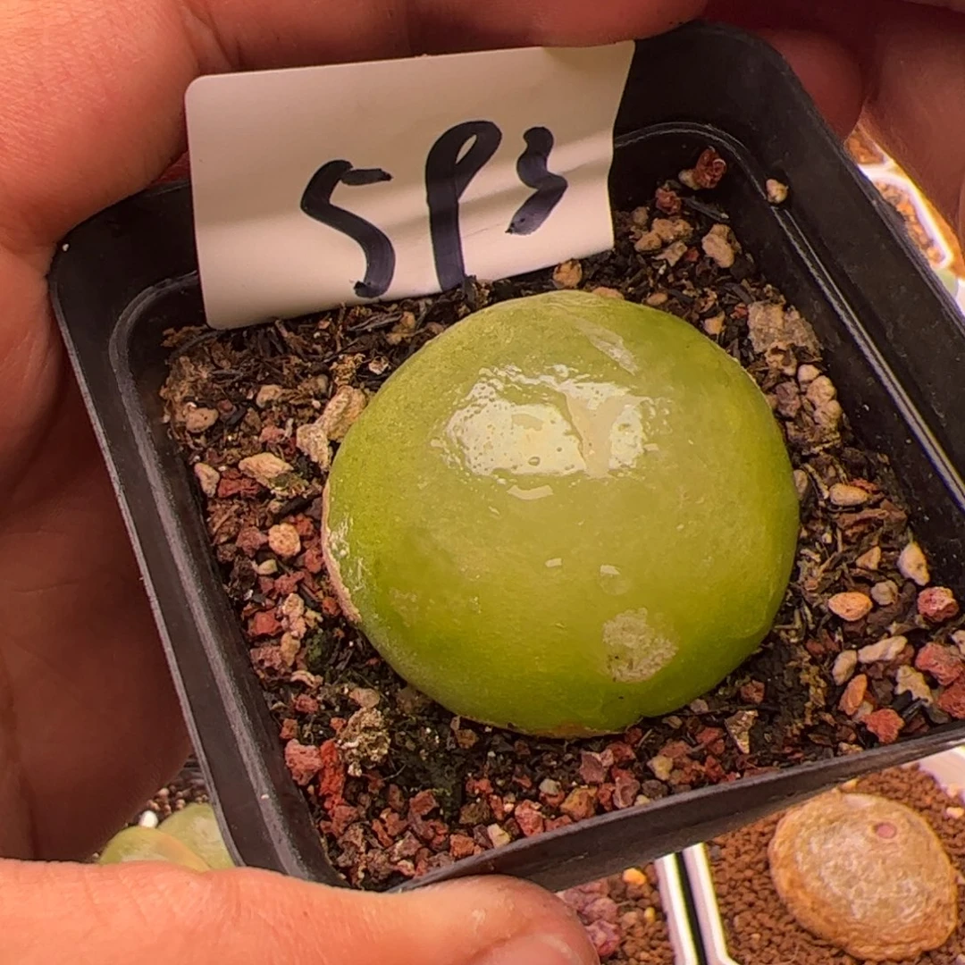 6.26大灯泡带伤福利4以上多肉植物593