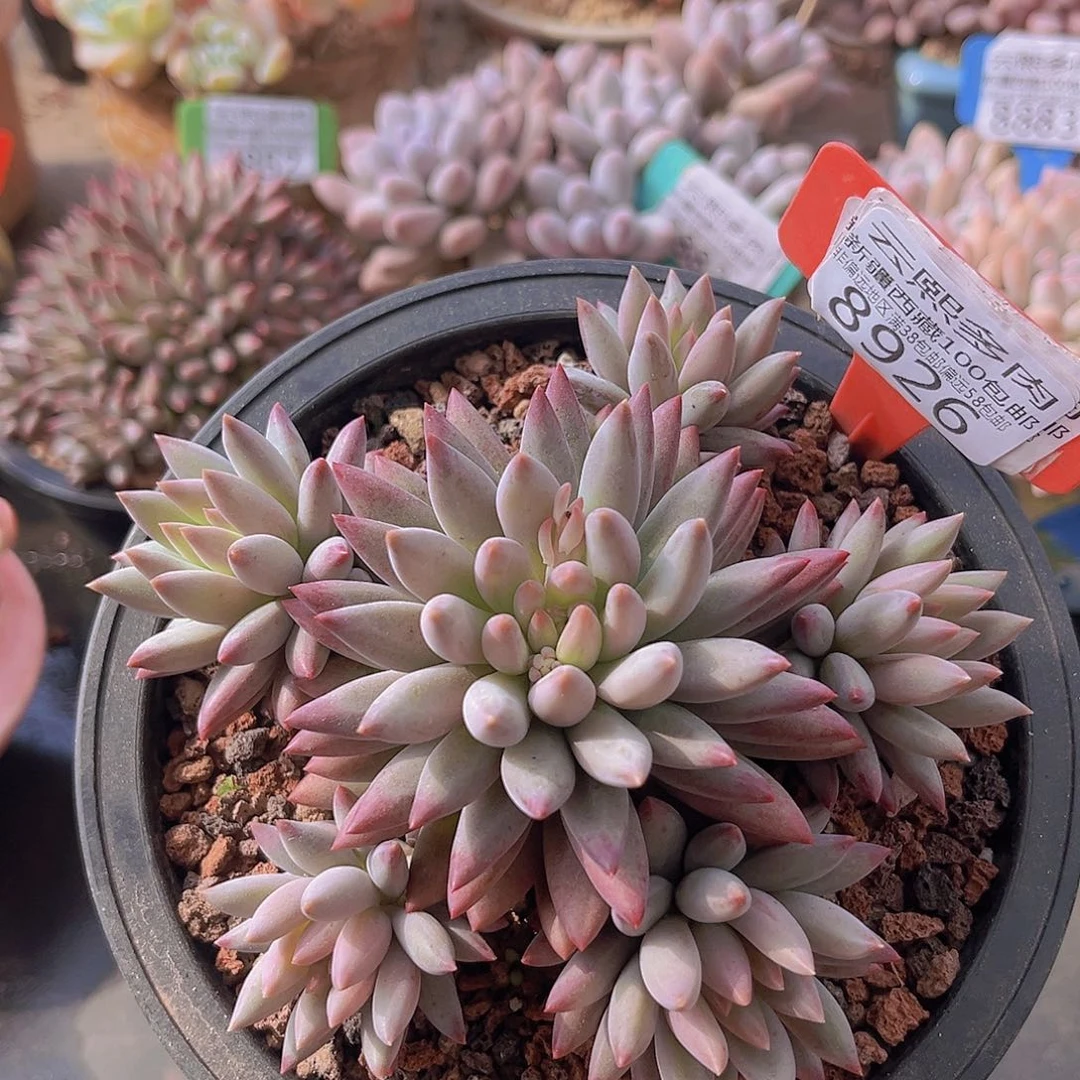 8926虞美人多肉植物