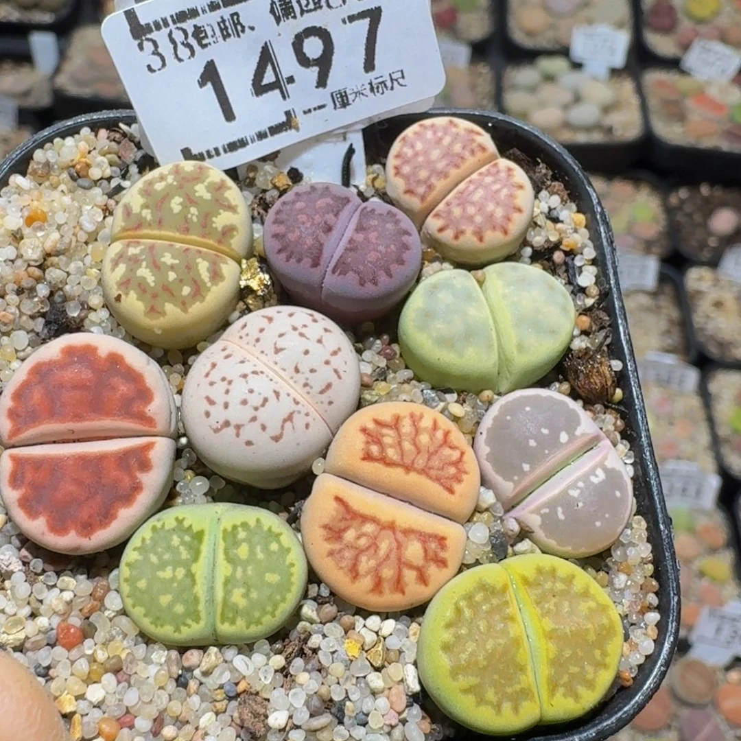 zzzz生石花钱肉锥1497