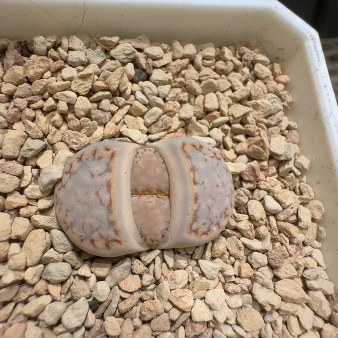 小****0129-23饼干1621.6