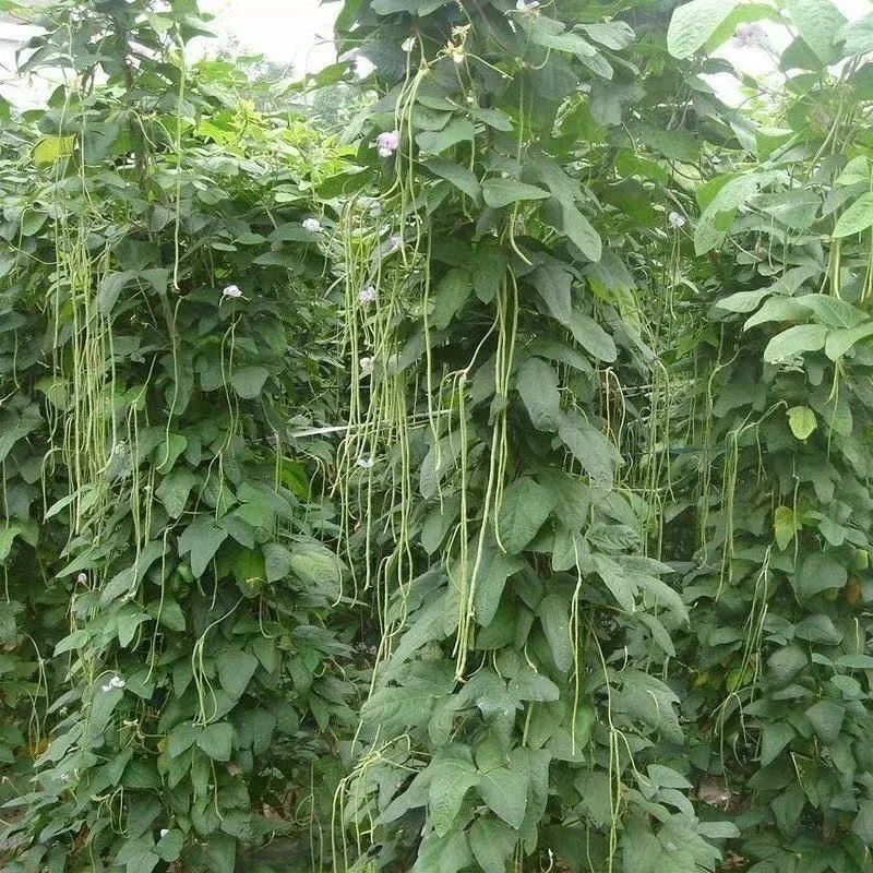 【助农专属】湖北恩施高山露天种植新鲜脆嫩豇豆 长豆角农家自种