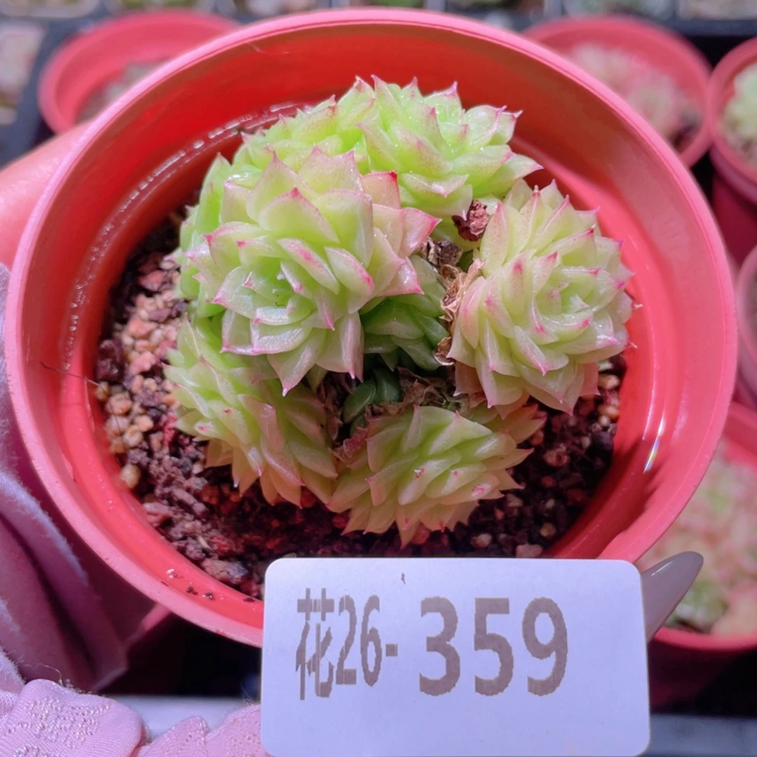 花利美26-359麦秆