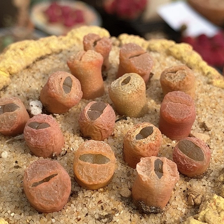 7515日本原株红风铃一颗