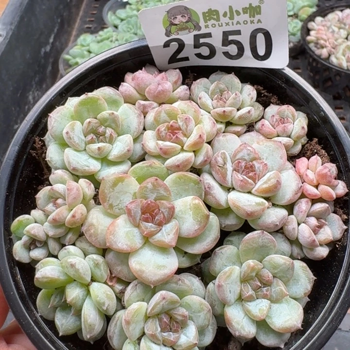 无花朵多肉植物多肉植物