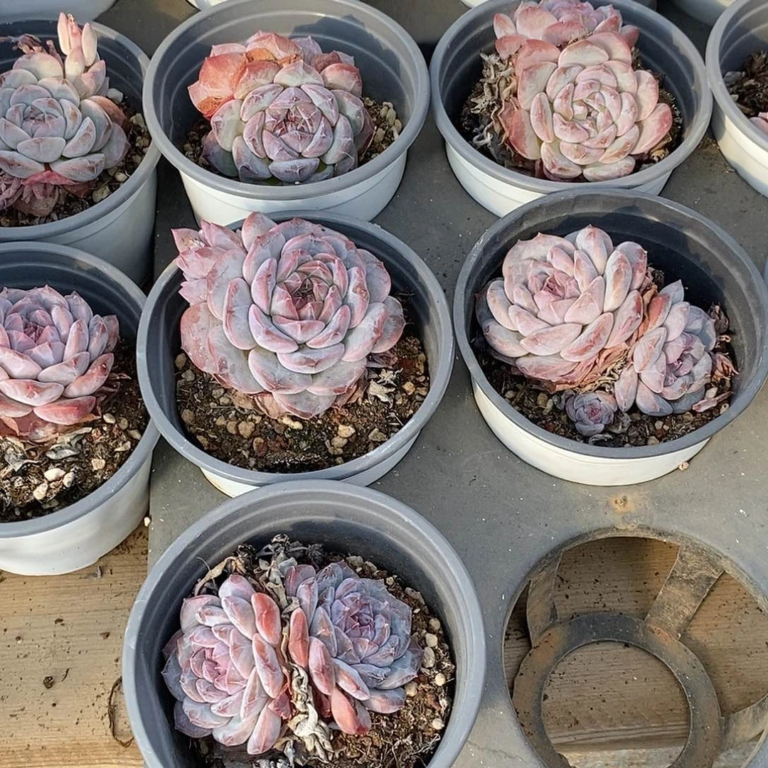 金汇园艺，紫冰魄双头