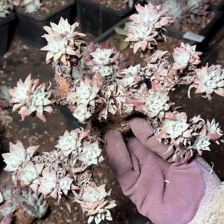 1276苹果叶杂交哈哈哈哈哈哈