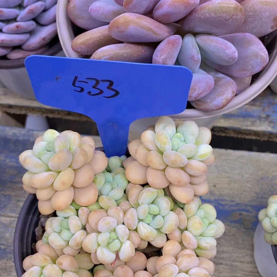 首播，开心多肉，福利