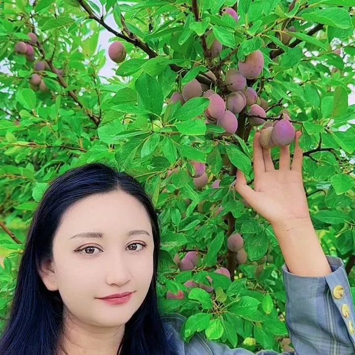 【京东空运】新疆直发法兰西西梅当季水果应季水果法兰西小西梅