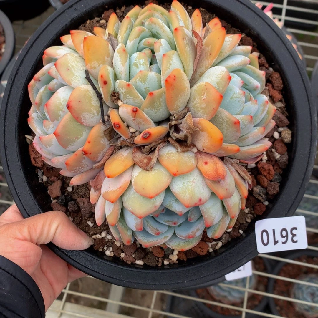 3610嗯嗯嗯我真的觉得这个问题