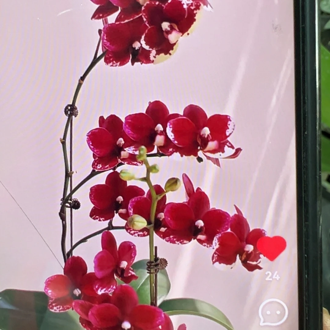 当前无花栽培后可以开花两颗一组瑕疵胭脂1.7小苗凑单发货