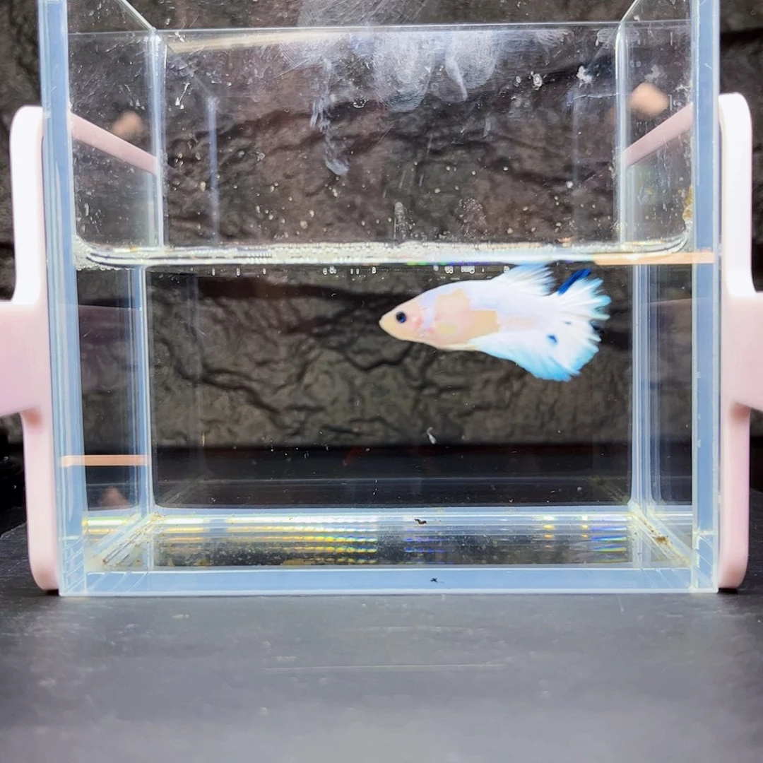 海水宙斯斗鱼竞拍竞拍09-11