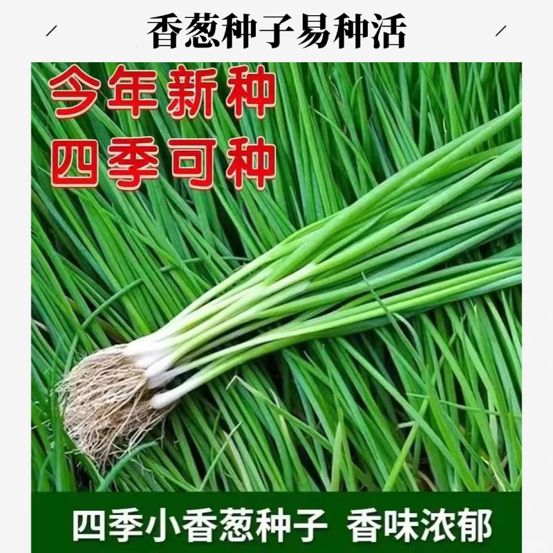 新疆西藏包邮四季葱苗小香葱种子种籽孑葱子苗秧盆栽苗子菜苗小葱