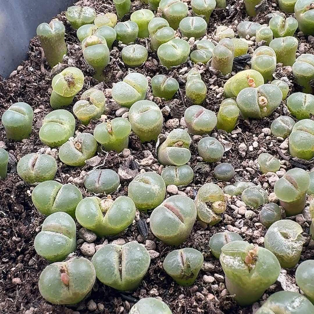 6颗粉女挑好的发货风铃玉