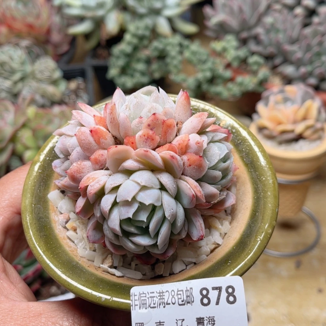 【闪购商品】878冰梅