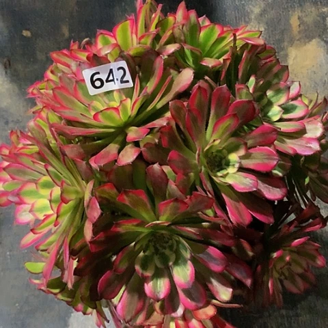 d**o维纳斯642脱土发货