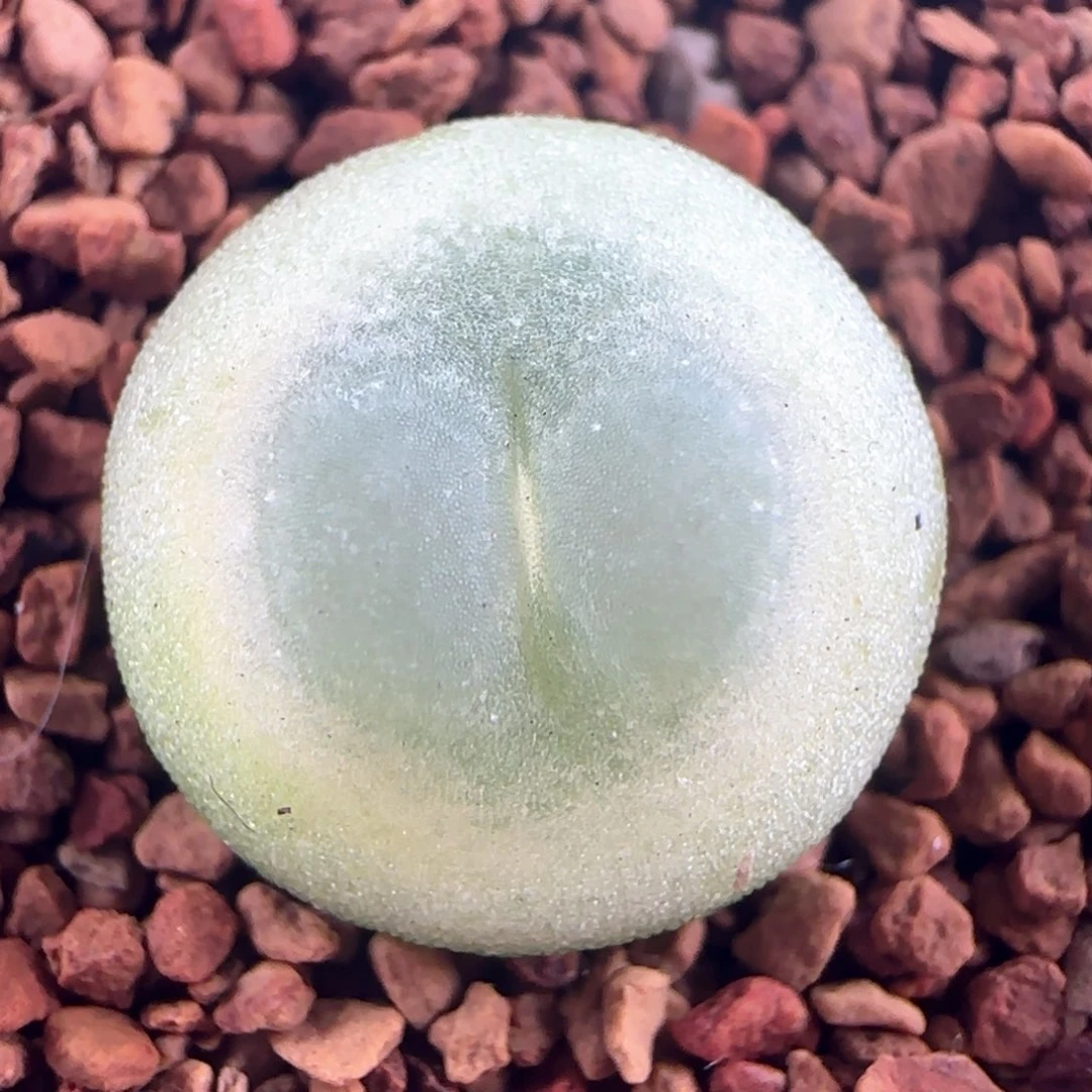 1079/尺寸1.2/紫皮拉登/