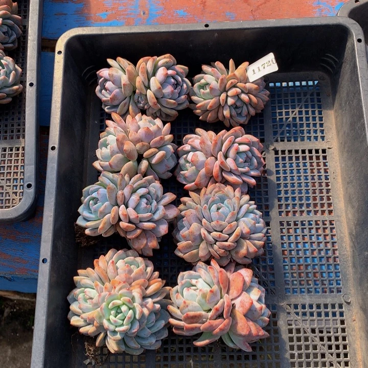 11720八个嗯嗯嗯嗯嗯加油