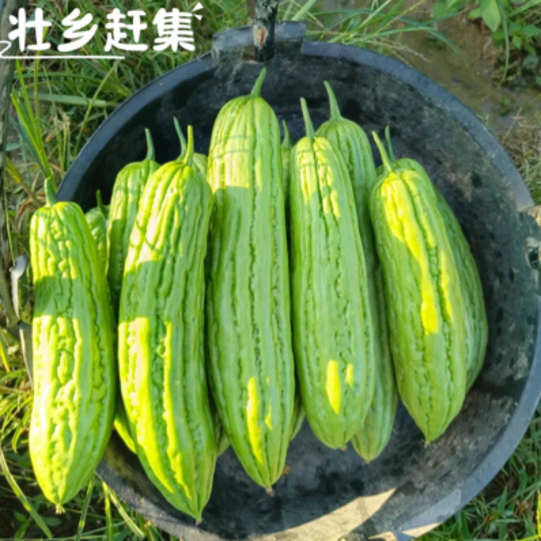 广西头茬嫩瓜大肉苦瓜肉厚油绿新鲜脆嫩可生吃榨汁炒菜