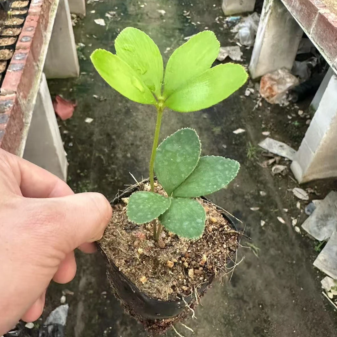 墨西哥铁幸运草四叶草铁树室内绿植小盆栽四季常青（图片仅供参考）