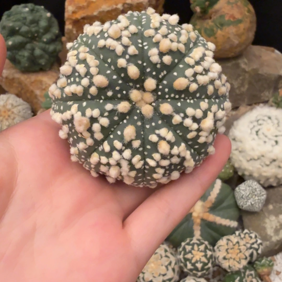 花园兜哈哈哈哈哈哈哈