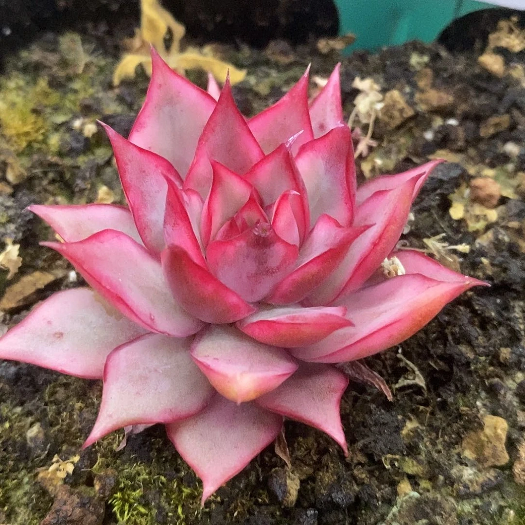 403红莲哈哈哈哈哈哈