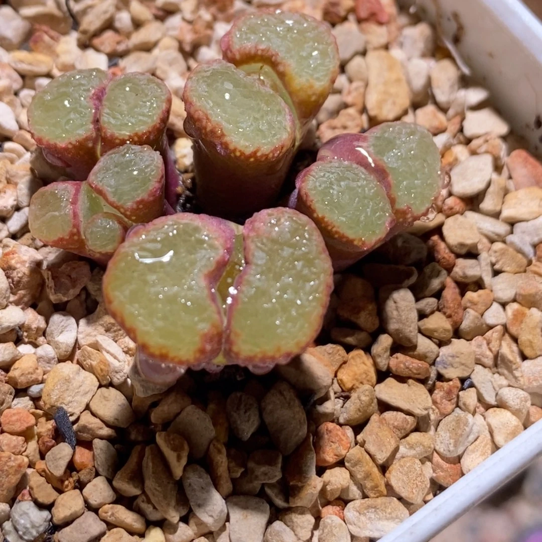 丁***加84/1453.9粉樱84/1453.9粉樱