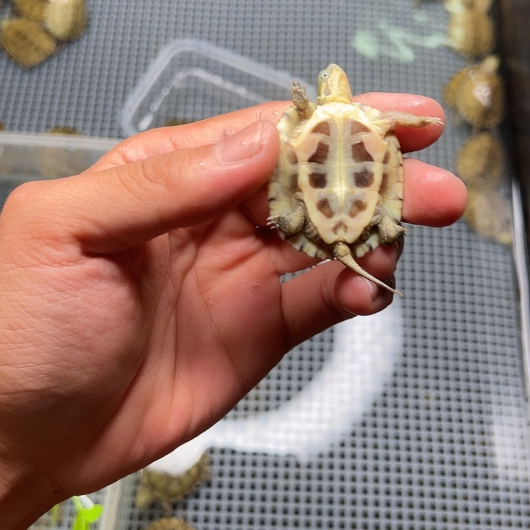 母绿毛龟?****手11号 38