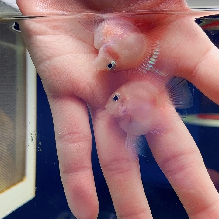 鹦鹉鱼胭脂粉一对微瑕超缩