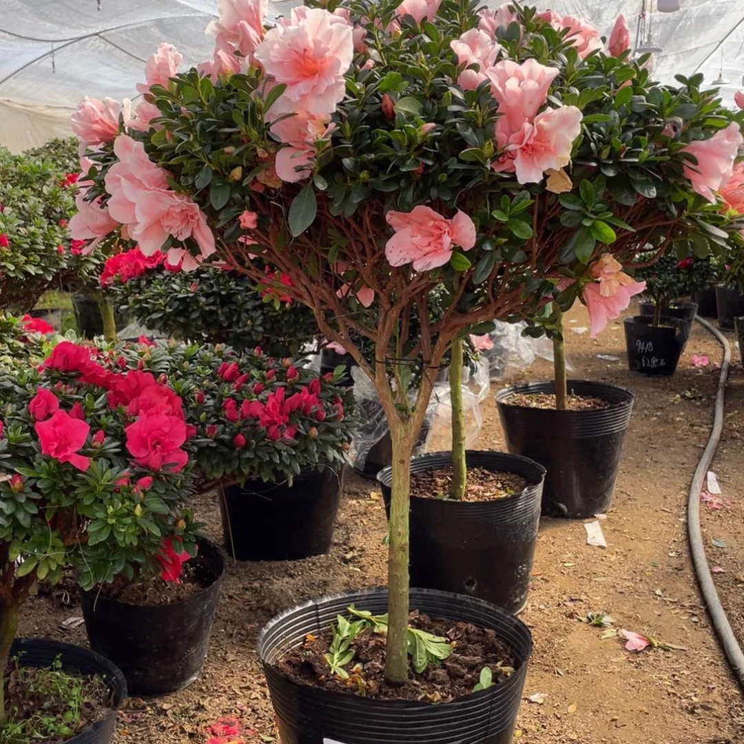 小桃红花花漂亮好看