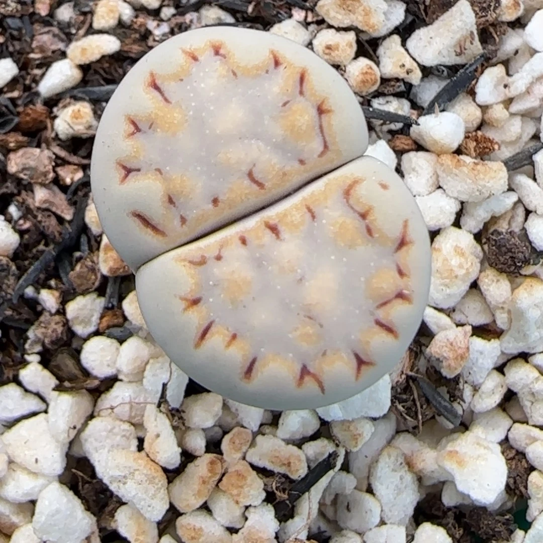 12.4.1621.0饼干.9078星空窗