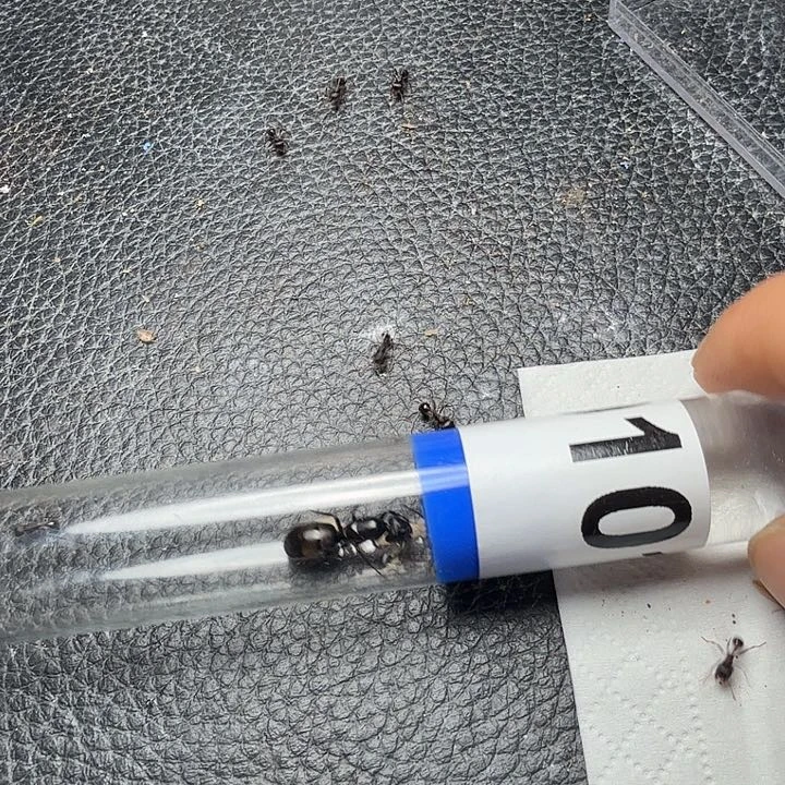 布***那蚂蚁工坊101金毛弓背