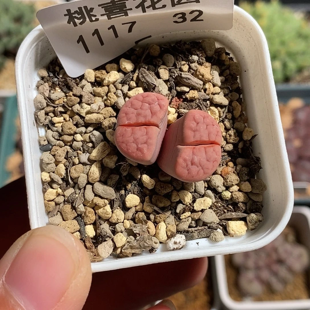 17-32-玫瑰福利。