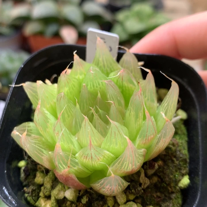 无毛黑熊黛安娜一物一拍