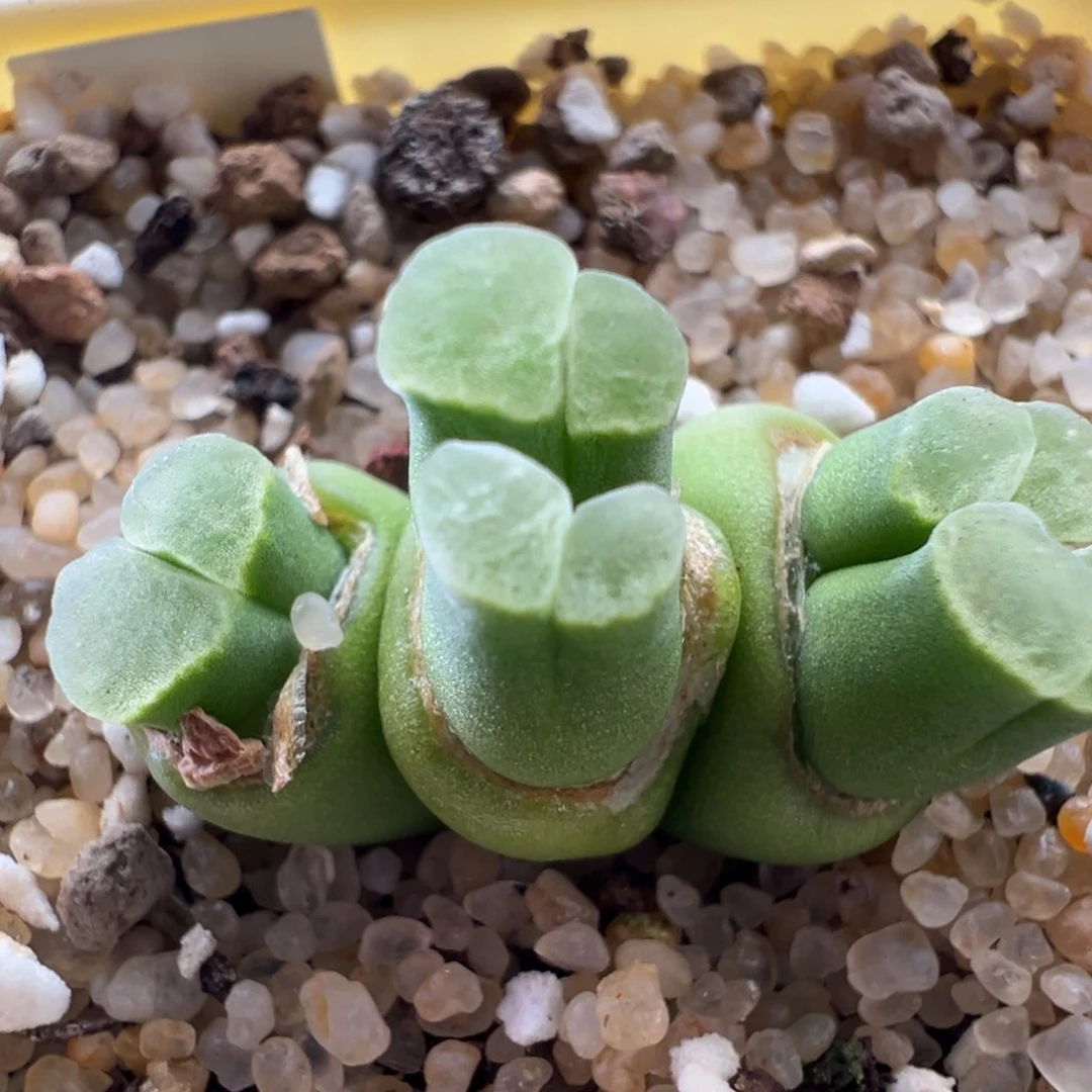 玲****81972青蛙优选2151四年半畸形头福利