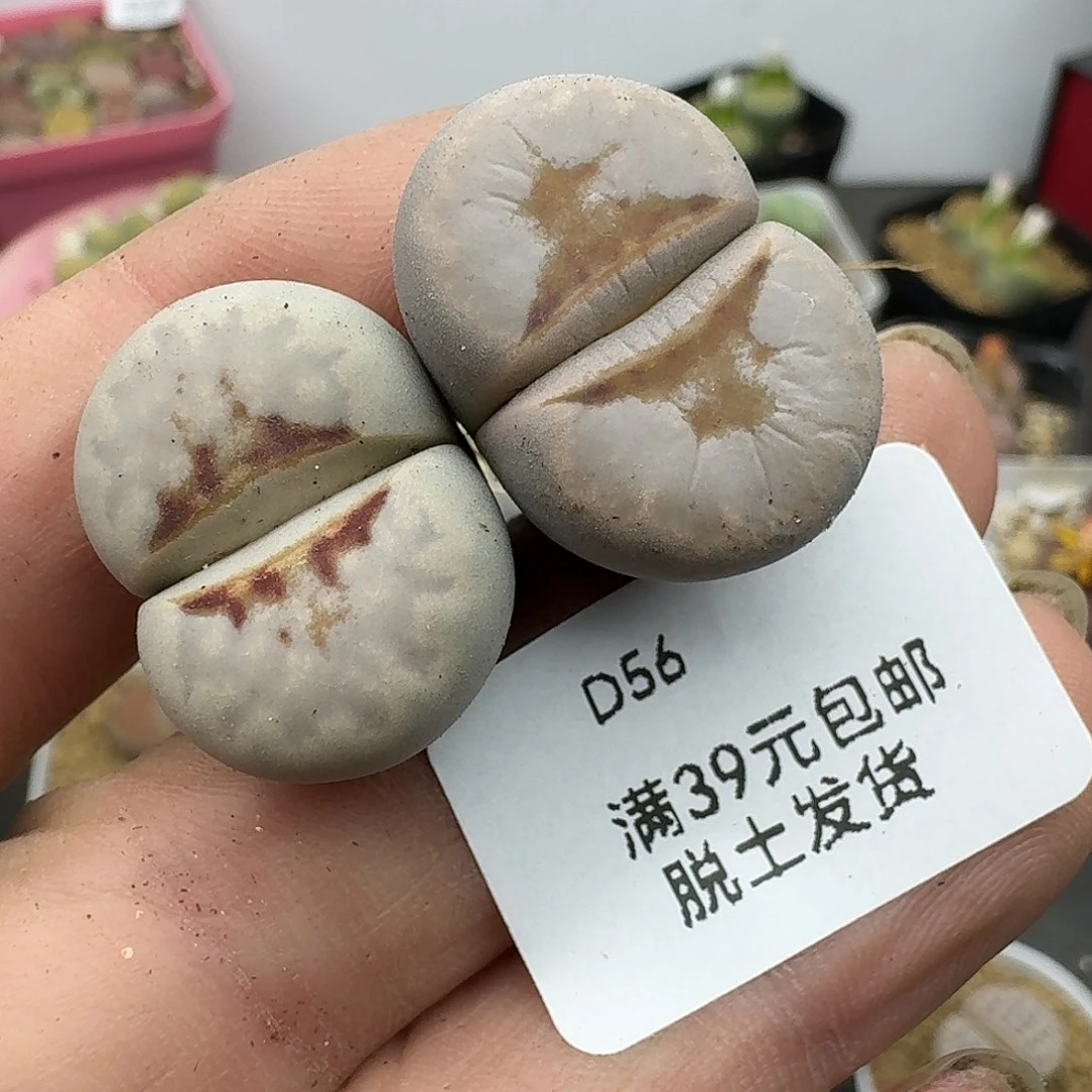 56哈哈哈哈哈哈哈哈