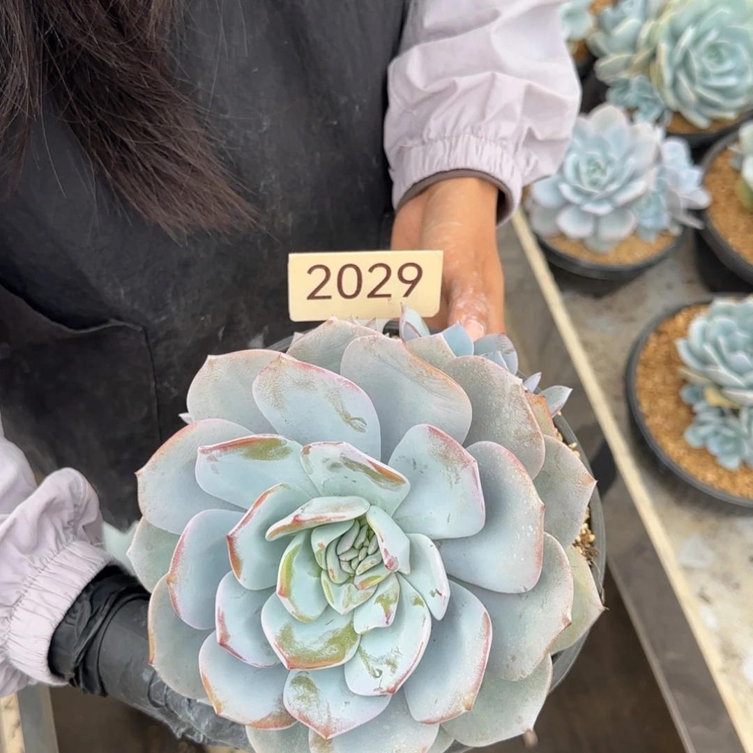 奶茶。 小头掉了不售后。  2029号。